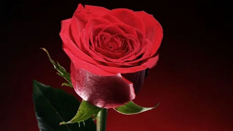 इजहार-ए-इश्क में कोई धोखा न हो, इसलिए जान लें हर गुलाब क्या कहता है… !