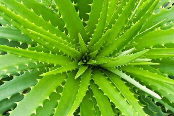 Benefits of Aloe Vera: एलोवेरा एक.. फायदे अनेक, घर में नहीं है तो जरूर रखें