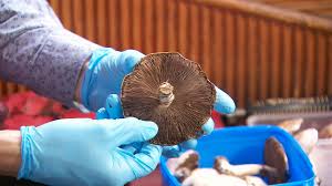 Poisonous Mushroom: मशरूम खाते हैं तो सावधान रहें। यह जानलेवा भी हो सकता है