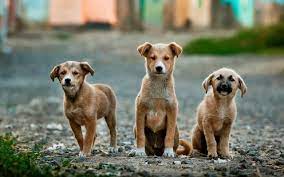 Noida: इस सोसाइटी में कुत्ते पर कोहराम, जानें क्या है मामला