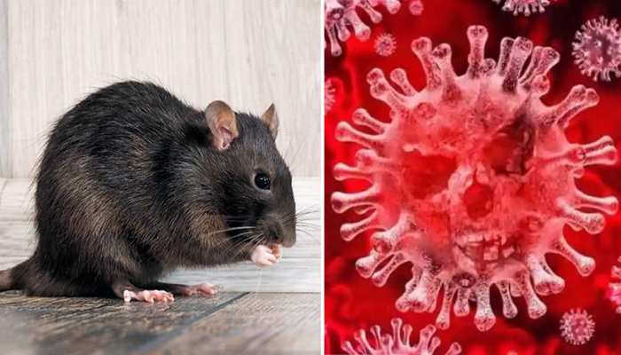 चूहों में पाया गया नए प्रकार का कोरोना, जानिए नाम और कितना खतरनाक है ये वायरस