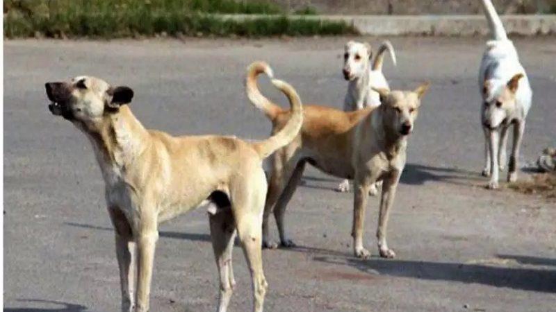 नोएडा के सुपरटेक केपटाउन सोसायटी में कुत्ते बने मुसीबत