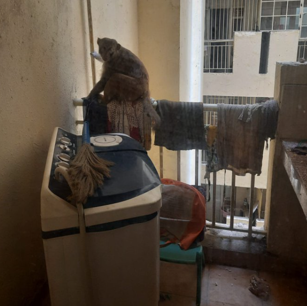 Noida: इस सोसाइटी में नहीं थम रहा बंदरों का आतंक, ऐसे घुस रहे लोगों के घरों में