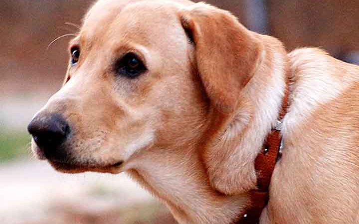 दिल्ली में भौंकने पर कुत्ते को रॉड से पीटा, पूंछ पकड़कर डॉग को फेंका, रोकने पर मालिक को भी पीटा