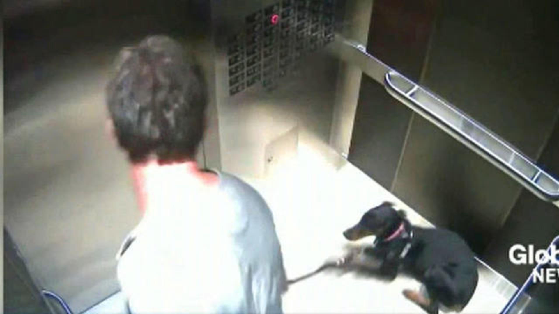 कुत्ते को लिफ्ट में ले जाने को लेकर दो लोग आपस में भिड़े, डॉग लवर ने दी गालियां