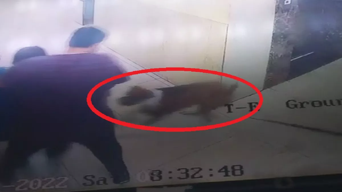 Noida Dog Attack: कुत्ते ने बच्चे पर मारा झपट्टा, सामने आया खौफनाक Video