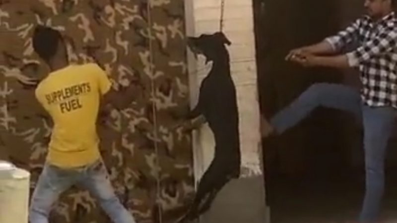 ​​​​​​​Youth killed dog in Ghaziabad: गाजियाबाद में दो युवकों ने कुत्ते को फांसी पर लटकाया, वीडियो वायरल