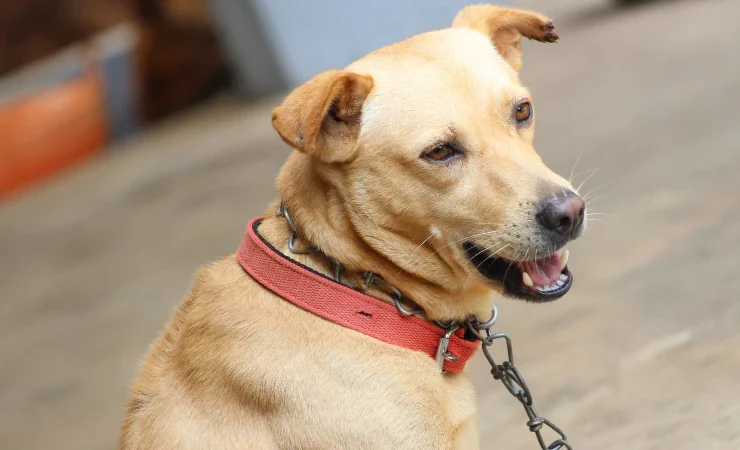 Dog policy in Noida: नोएडा में जल्द लागू होगी डॉग पॉलिसी, रूल्स फॉलो न करने पर होगी कार्रवाई