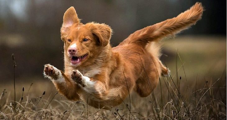 Dog Policy in noida: डॉग पॉलिसी में जुड़े नए नियम, कुत्ते को घर से बाहर लाने से पहले करें ये काम