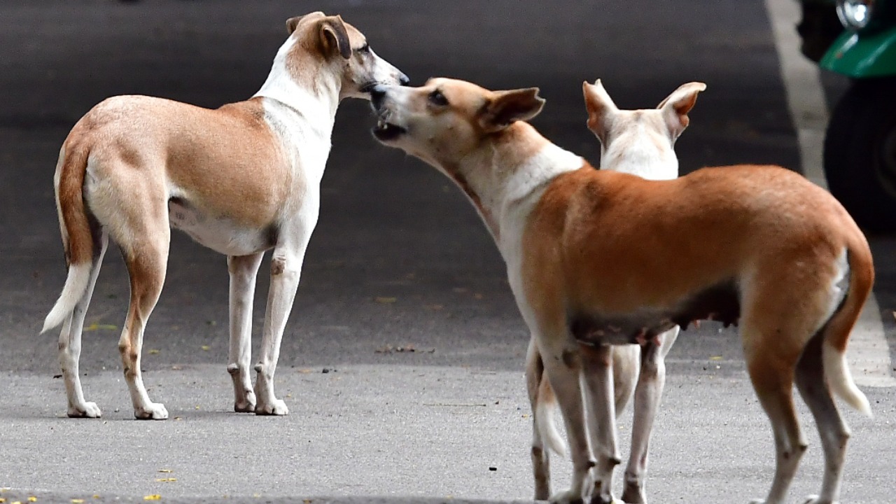Ghaziabad Street dog attack: आवारा कुत्तों का आतंक, कब मिलेगी मुक्ति
