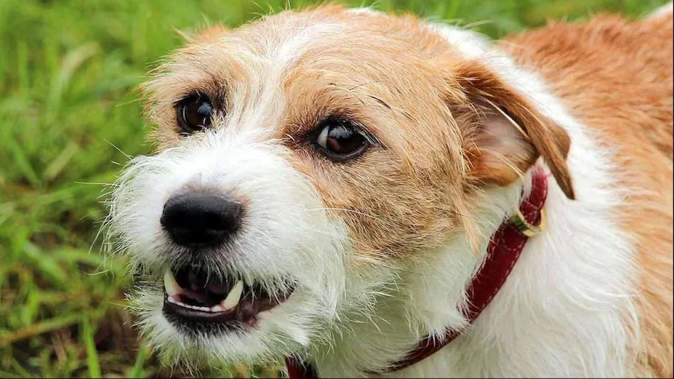 Greater noida west news: इस सोसायटी में आवारा कुत्तों को लेकर दो पक्षों में विवाद, खानी पड़ी जेल की हवा