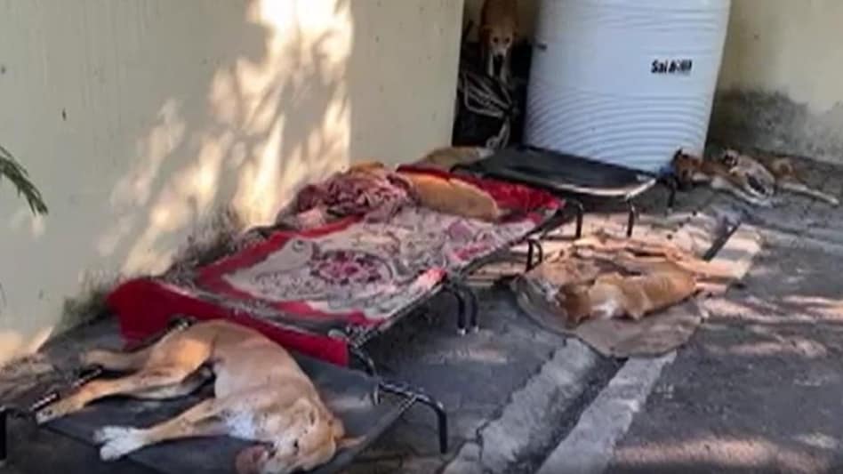 Maharashtra news: 5 दिन में 30 कुत्तों को खाने में दिया जहर, अब तक 24 की मौत, जांच में पुलिस