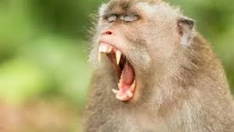 Monkeys terror in Ghaziabad: नहीं थम रहा बंदरों का आतंक, अब तक 75 बच्चों को काटकर किया घायल
