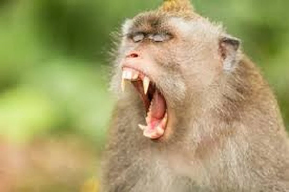 Monkeys terror in Ghaziabad: नहीं थम रहा बंदरों का आतंक, अब तक 75 बच्चों को काटकर किया घायल