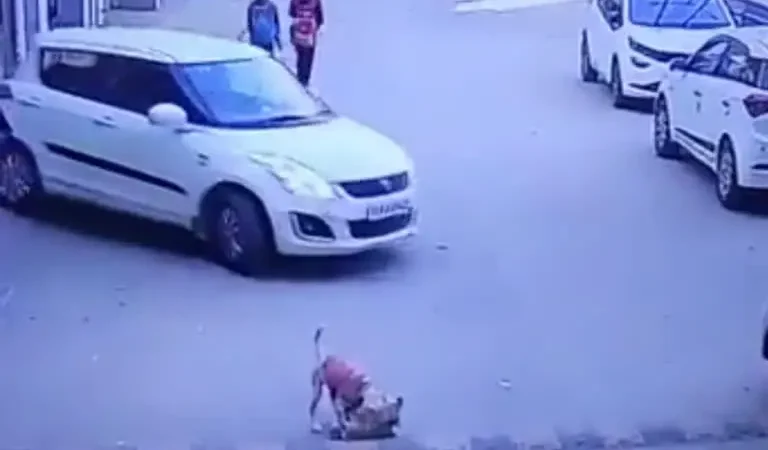 Car Driver Crushes Dog: कुत्ते के बच्चों को कार ड्राइवर ने कुचला, CCTV में कैद घटना। साजिश का लगा आरोप, वीडियो देख हिल जाएंगे
