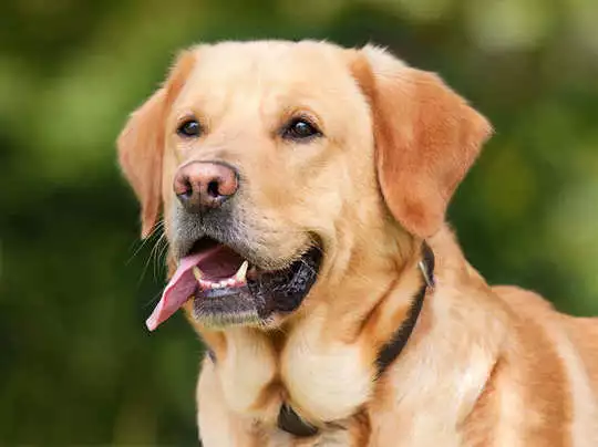 Noida Pet Dog Policy: नोएडा में पालतू कुत्तों का पंजीकरण अनिवार्य, ये है आखिरी तारीख 