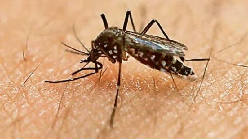 Zika Virus: अब इस वायरस का केस मिलने से मचा हड़कंप, प्रेग्नेंट महिलाओं को क्यों हैं ज्यादा खतरा
