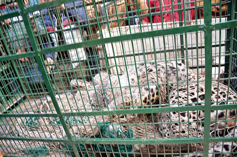 Faridabad Leopard terror: फरीदाबाद की कॉलोनी में दिखा तेंदुआ, वन विभाग ने ऐसे किया काबू