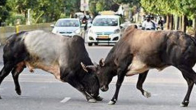 Noida bulls attack: नोएडा की सड़कों पर निकलते हैं तो संभल जाएं, कहीं सांड का शिकार ना बन जाएं