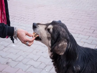 Ghaziabad crime: गाजियाबाद में कुत्तों को खाना खिला रही महिला से छेड़छाड़, शोर मचाने पर कुत्ते को कुचलकर भागा शख्स