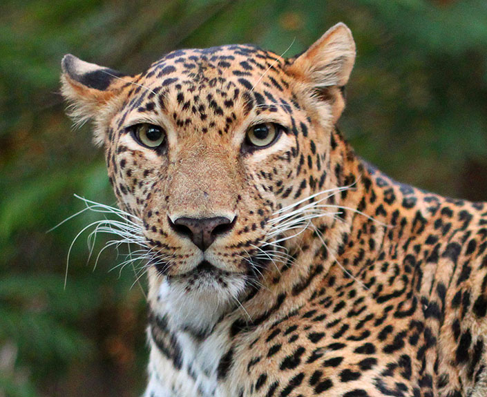 Leopard in Noida: नोएडा में “ड्रोन” की मदद से तेंदुए की तलाश जारी, सोसायटी के लोगों में खौफ