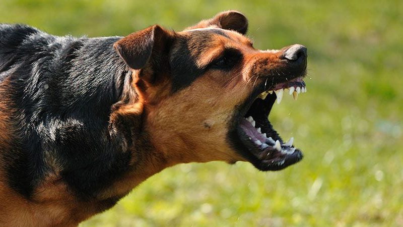 Noida dog attack: नोएडा की इस सोसायटी में दंपति पर आवारा कुत्ते ने किया हमला, मुश्किल से बचाई जान