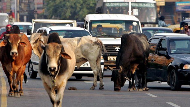 stray animals on noida road: नोएडा की सड़कों पर आवारा जानवरों का कब्जा, रोजाना ले रहे लोगों की जान