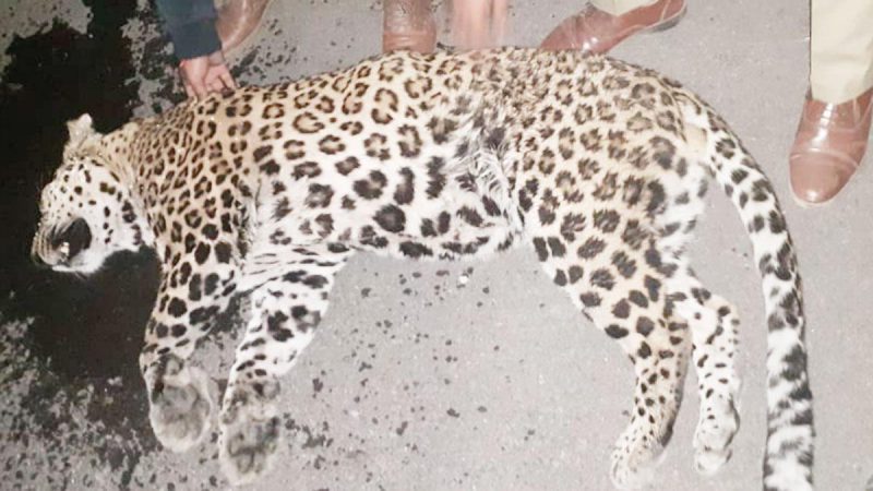 Leopard dies in accident: सड़क हादसे में मरा तेंदुआ,वन विभाग ने किये कई खुलासे