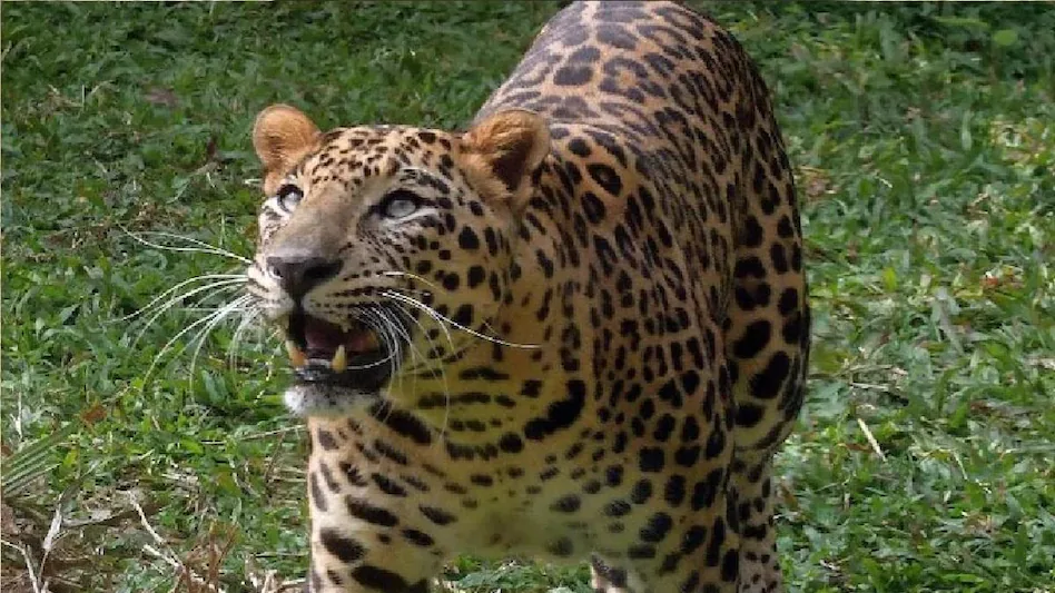 Noida leopard terror: नोएडा के इस इलाके में फिर दिखा तेंदुआ, वन विभाग को फिर से सर्च अभियान चलाने की मांग