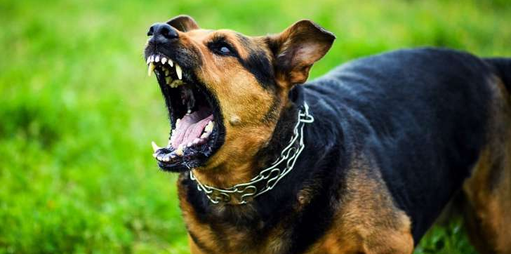 Noida Society News: इस सोसाइटी में कर्नल की बहू को मेजर जनरल के कुत्ते ने काटा, केस दर्ज