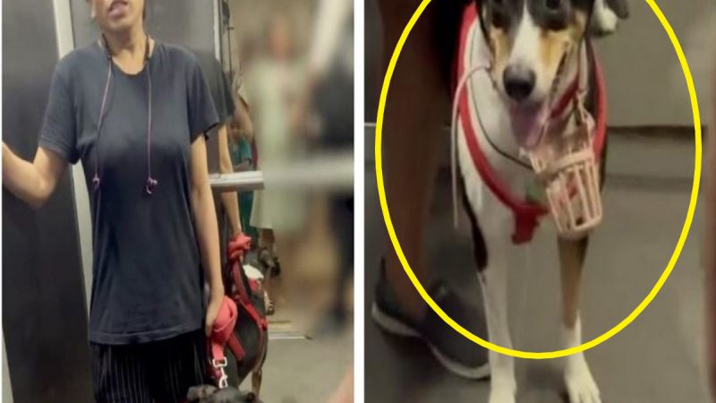 Uproar Over Dog In Lift: तुम्हारी बीवी से बेहतर हूं…, सोसायटी लिफ्ट में कुत्ते को ले जा रही महिला ने कपल से की बहस, सामने आया वीडियो