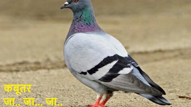 Pet Pigeon News: क्या आपकी सोसाइटी में भी है कबूतरों का डेरा तो संभल जाइए.. नहीं तो नुकसान उठाना पड़ सकता है