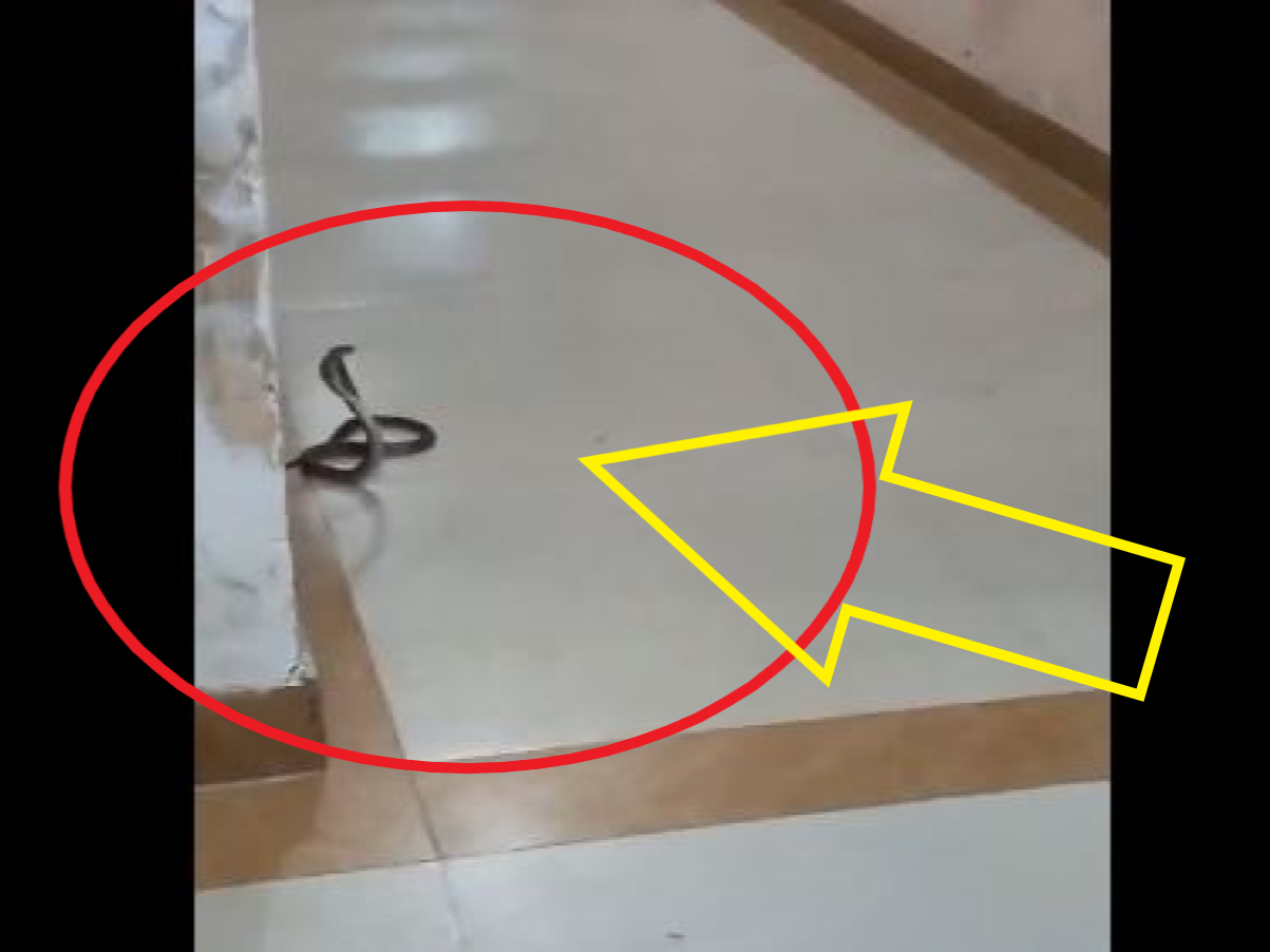 King Cobra In Apartment: केपटाउन सोसाइटी में फिर दिखा कोबरा, रेजिडेंट्स में डर-दहशत