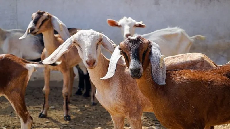 Dogs attacked goats: कुत्तों के झुंड ने बकरियों पर किया हमला,12 की मौत