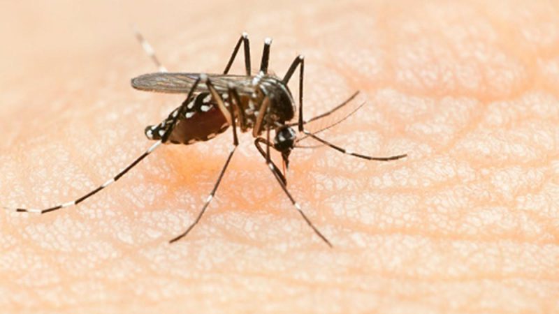 Noida news: सोसायटी में लगातार बढ़ रहे डेंगू के मरीज, स्वास्थ्य विभाग ने कहा- नहीं मिला लार्वा