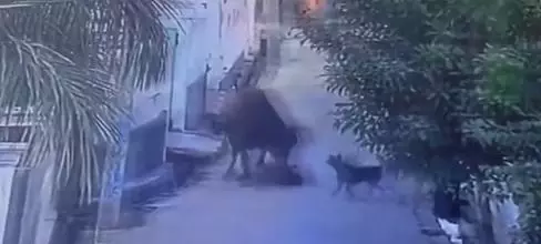 Greater noida bull attack: ग्रेटर नोएडा में बच्ची पर ​​​​​​​सांड ने किया हमला, ऐसे कुत्ते ने बचाई जान