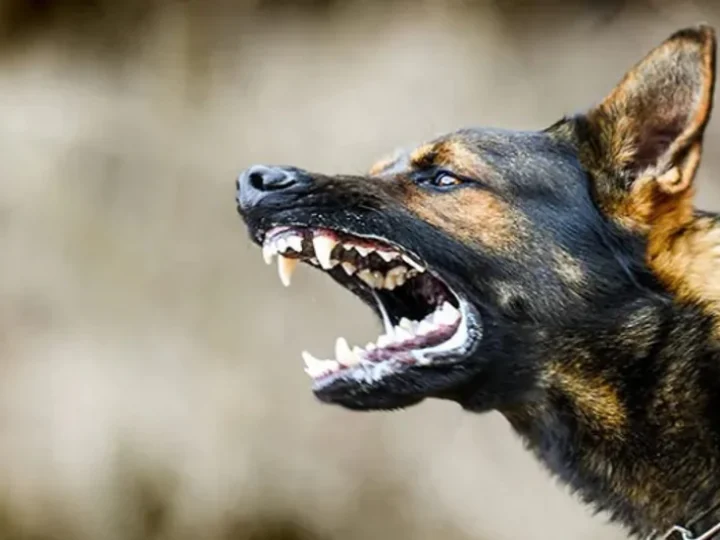 Up Dog News: कुत्तें लेकर हुआ विवाद… चली गोलियां..गई एक जान…