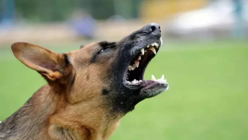 Ghaziabad dog attack: इस सोसायटी में जर्मन शेफर्ड ने बच्चे को काटा, परिजनों ने किया मुकदमा दर्ज
