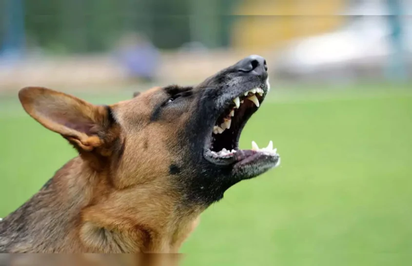 Ghaziabad dog attack: इस सोसायटी में जर्मन शेफर्ड ने बच्चे को काटा, परिजनों ने किया मुकदमा दर्ज