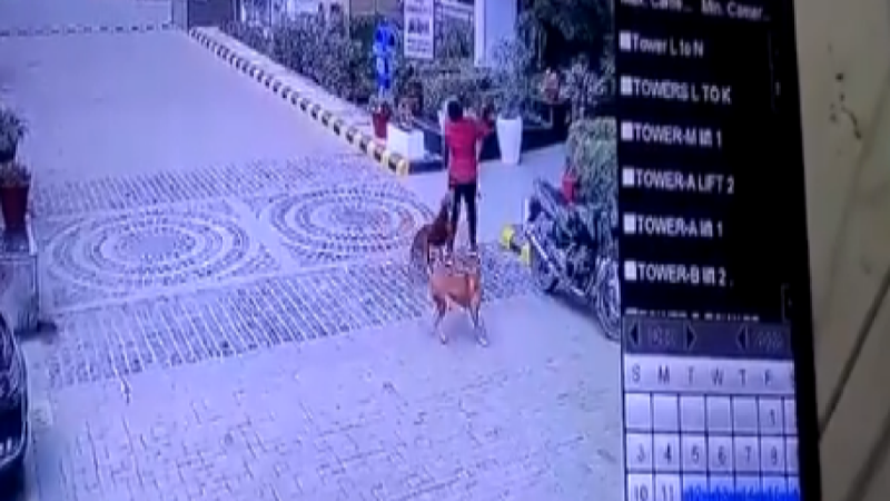 Noida News: कुतों के झुंड ने महिला पर किया अटैक, वीडियो वायरल