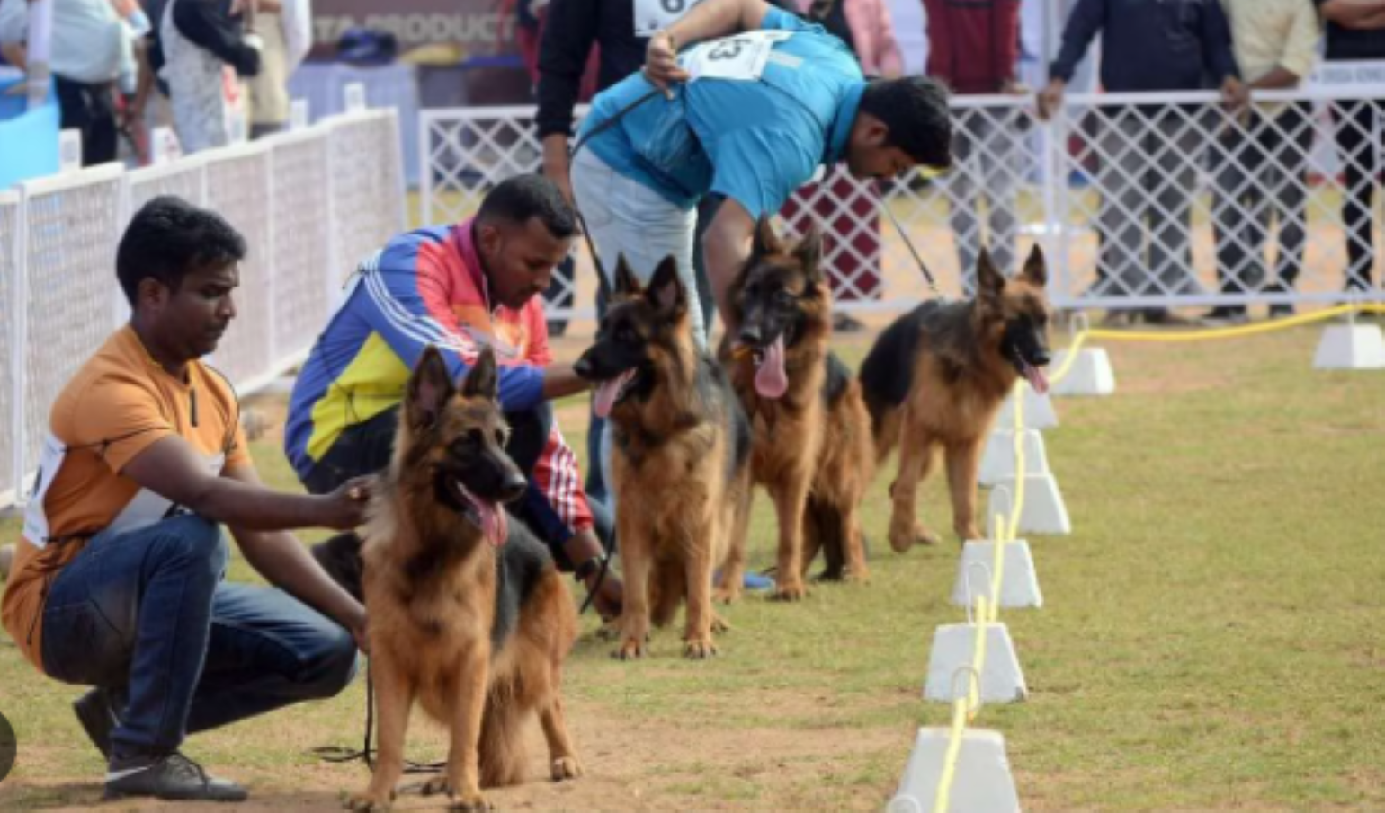 Noida News: जल्द ही आयोजित होगा डॉग शो, खाने पीने के अलावा खेल भी सकेंगे कुत्ते