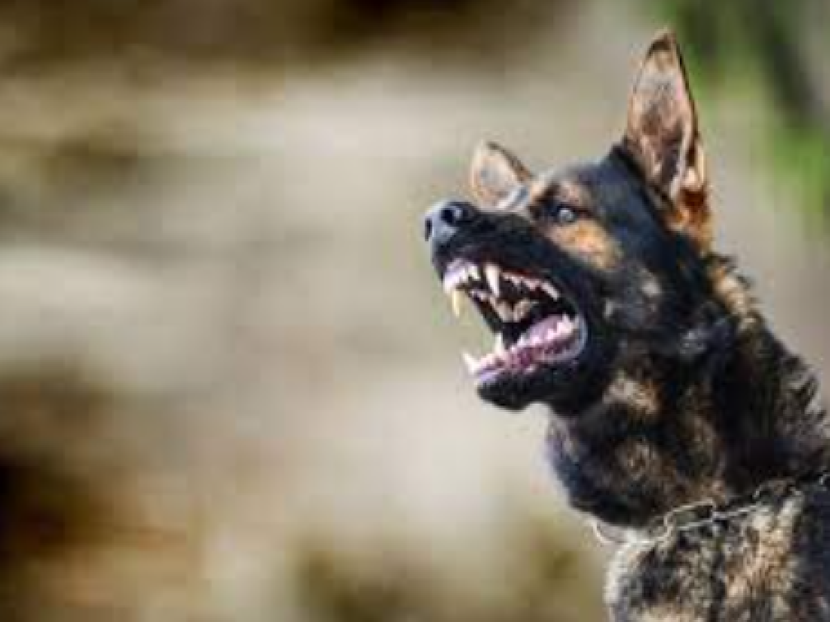 Greater Noida West News: इस सोसाइटी में बिना बेल्ट के कुत्ता घुमाने पर लगी रोक, भरना पड़ेगा जुर्माना
