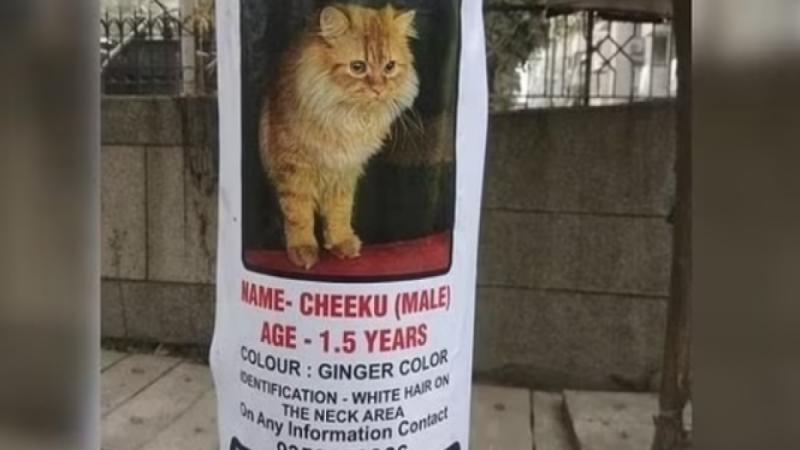 Noida News: पालतू बिल्ली को ढूंढने वाले को  मिलेगा एक लाख का इनाम, शहर भर में  लगे “चीकू” के पोस्टर