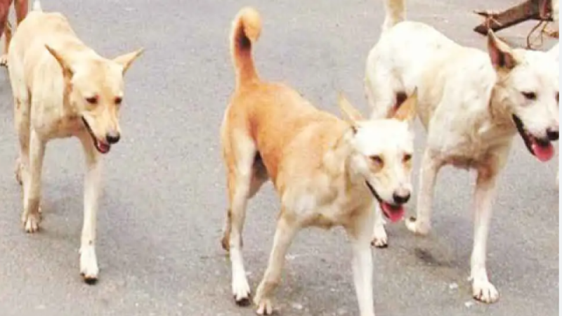 Noida News: सोसायटी में आवारा कुत्तों को लेकर निवासियों में छिड़ा विवाद,  वीडियो हुआ वायरल