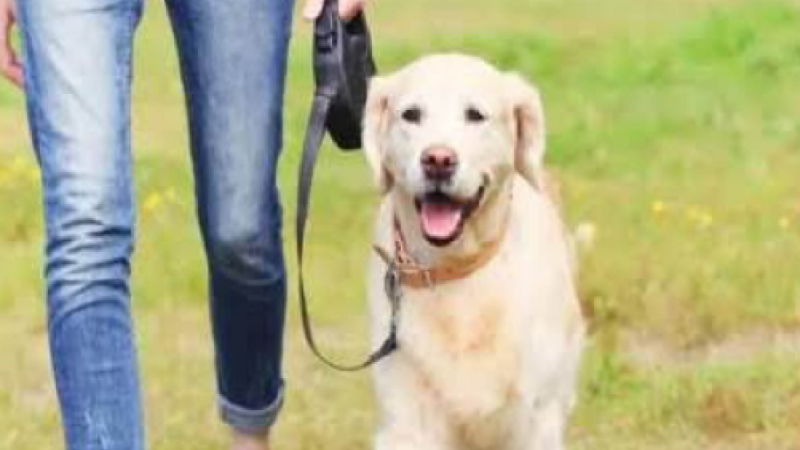 Dog Breeding News: अगर आप भी हैं कुत्ता पालने के शौकीन…तो जरूर पढ़ें ये ख़बर