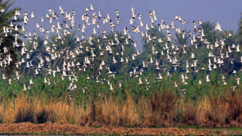 Greater Noida News: 15 फीसदी घटी सूरजपुर वेटलैंड में आने वाले पक्षियों की संख्या
