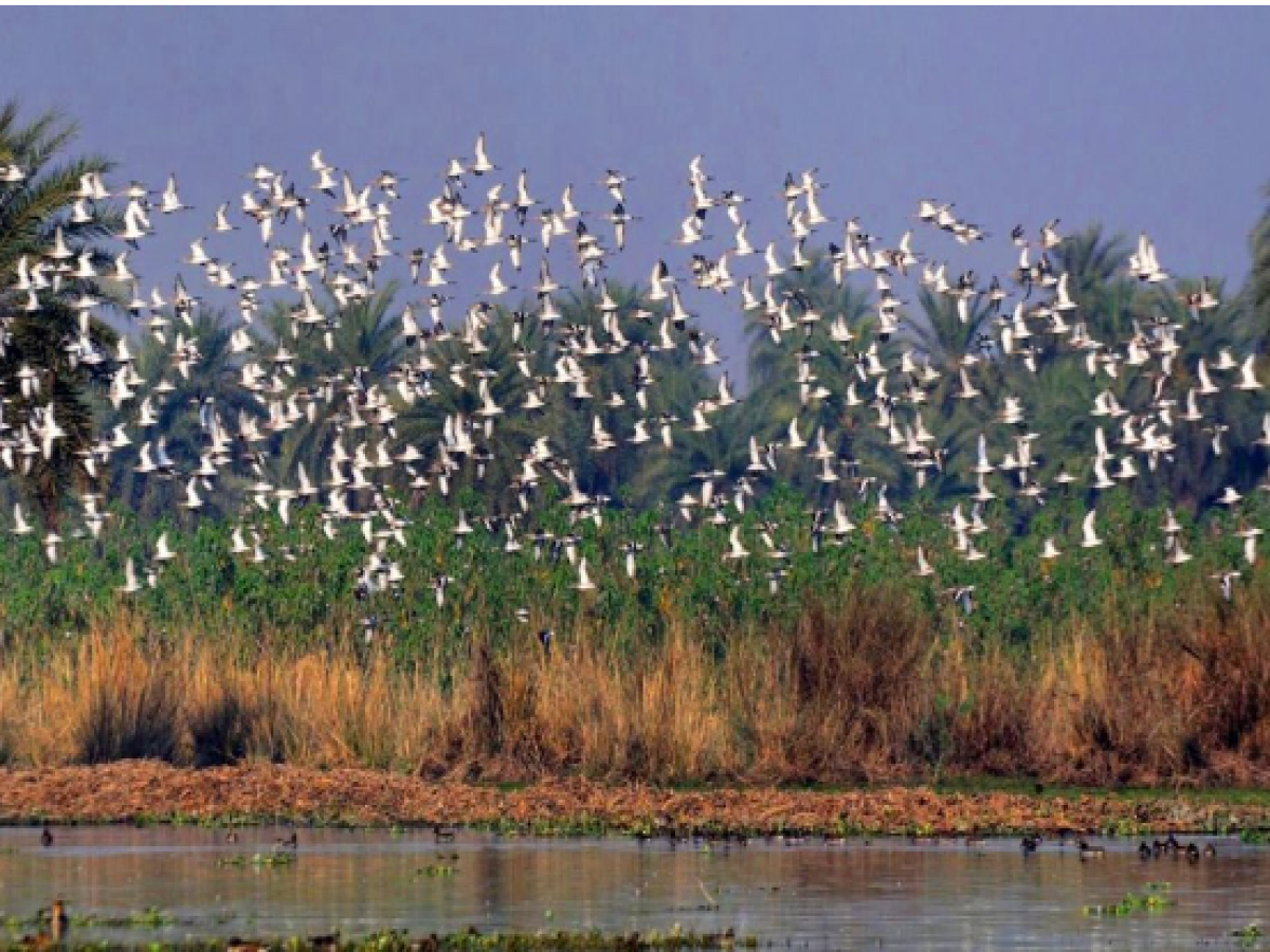 Greater Noida News: 15 फीसदी घटी सूरजपुर वेटलैंड में आने वाले पक्षियों की संख्या