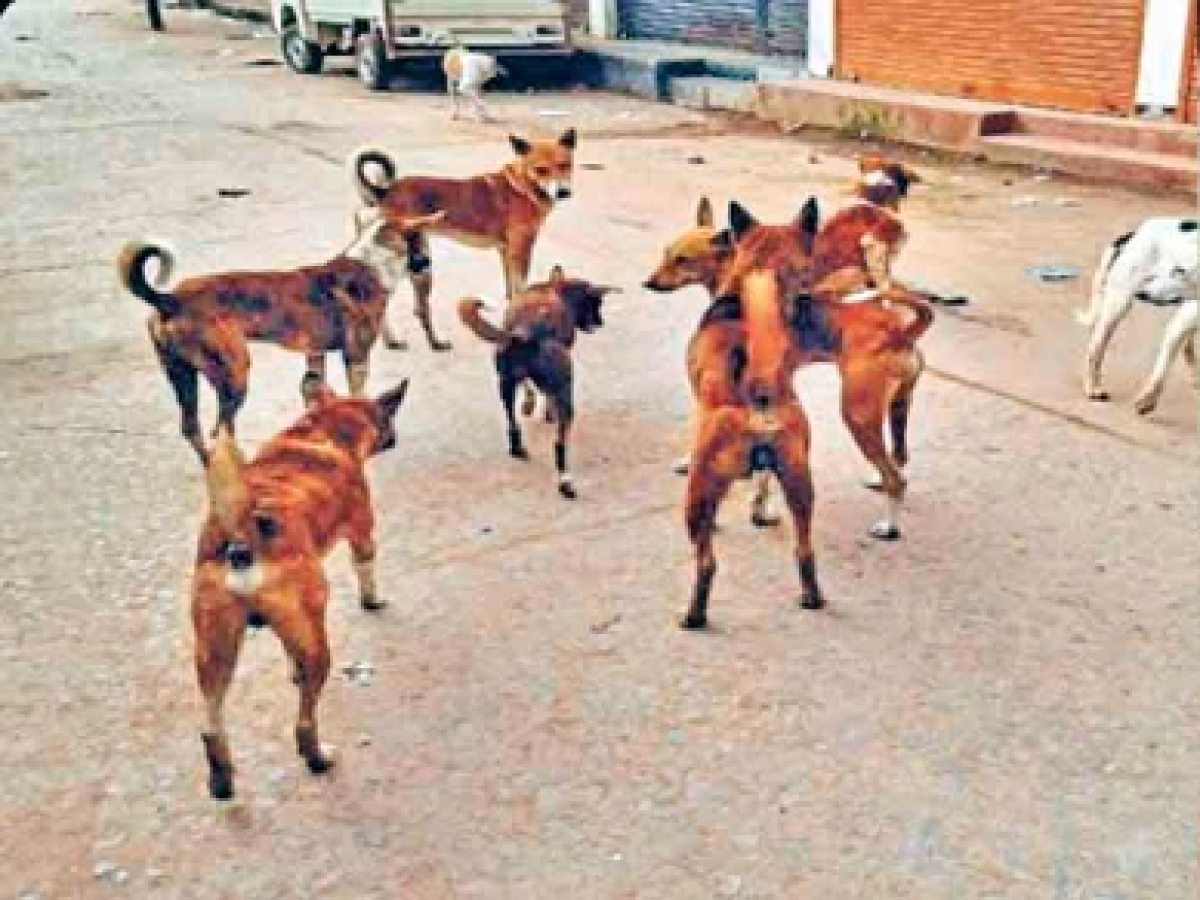 Dog Issues In Noida: नोएडा की इस सोसाइटी में अब नहीं दिखेंगे लावारिस कुत्ते, बिल्डर प्रबंधन ने लगाई रोक