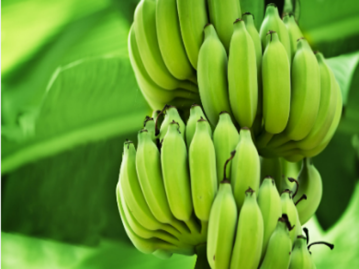 Benefits of Raw Banana: कच्चे केले खाने से मिलते हैं जबरदस्त फायदे, आज से ही डाइट में करें शामिल