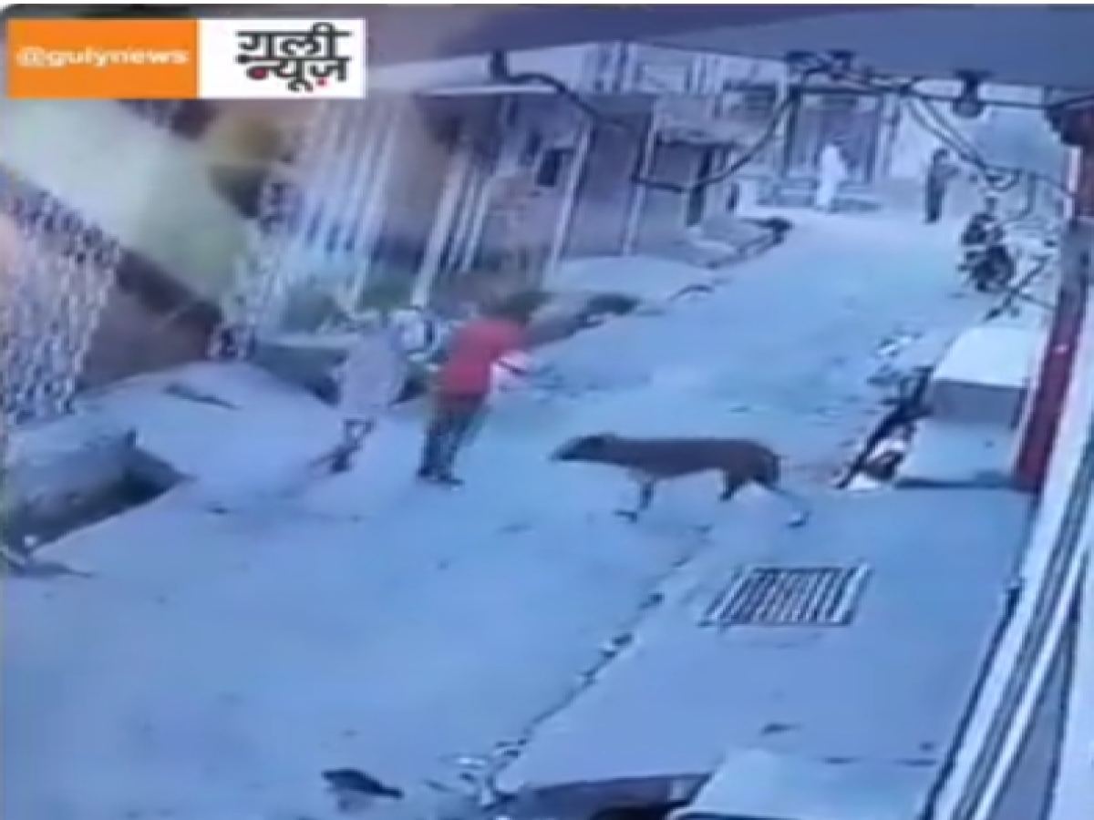 Dog Attack News: आवारा कुत्ते ने मासूम बच्ची को बनाया शिकार, कई जगह नोचा…देखें वीडियो